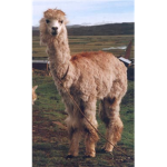 Llama Llama Duck Kings