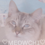 *-. Meowchi .-*