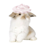 bunloo
