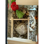 Isa loves hamsters