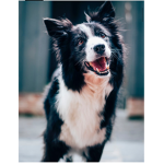 We love pets and clothing group