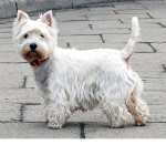 scruffy's group