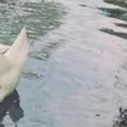 🦢