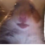 Hamster gang number 1