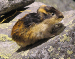 Lemming group