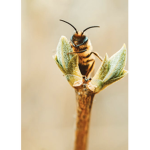 Honey Bee Sanctuary