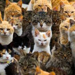 The Cat In Japan Studio (old)