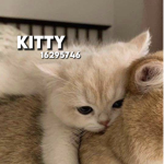 kitty ও