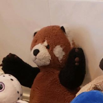 the petertheredpanda club