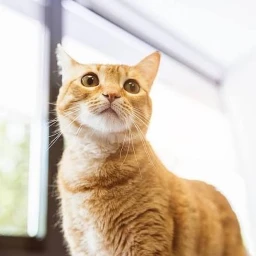 ROBA UN BRAICAT icon