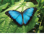Yay butterfly