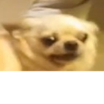 ze epic memerss
