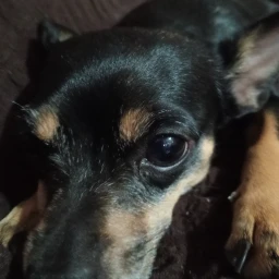 sobrevie a perros peligrosos 2 icon