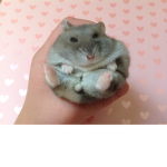 Kiwi chinchilla Cookie
