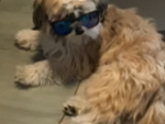 Lucki Cookie games