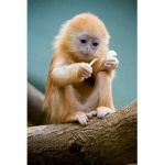THE MONKEY PLACE