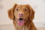 Please answer do you love dogs or cats?