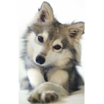 TheGamingWolf’s group of freinds