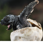 Baby turtle