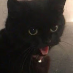 hershel cat yt fan club