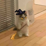 Mystical Kitties