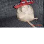 Chub rat society