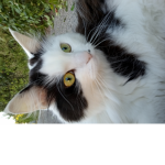 Kikiiii