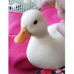 duckiés