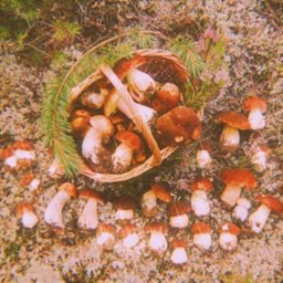 🍄
