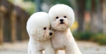 ~Puddle dog lovers ~