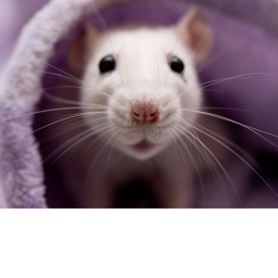 Rat cult gang