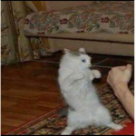 fak_u