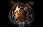 Camp Tigers