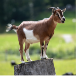 Goats Fan Club!