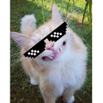 swagger gang inc