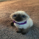 i like cats yeah