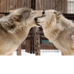 FOR WOLFY'S