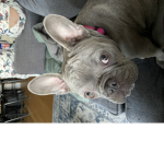 Super dog is the best