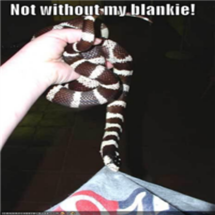 funny-picture-snake-wants-blanket Roblox decal