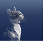 FelineStudios