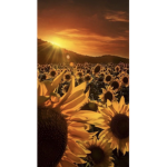 My Sunflowers!! <3