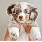 Sweet Puppy’s!!!!!!
