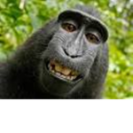 Monkey Squad with a monkey owner