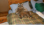 a place for happy racoons