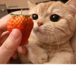 - Diana's Cats -