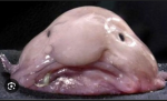 Blob blob games