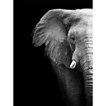 Elephants rule the world #join if you like them