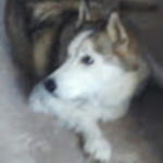 gaming husky for life fan club