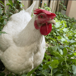 Clover's Chookies