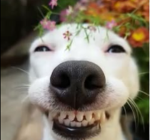 Funny Little Dog
